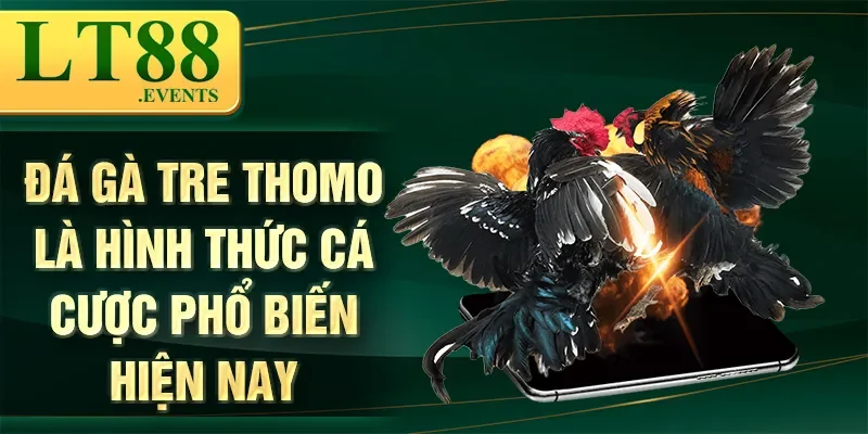 Đá Gà Tre Thomo – Trò Chơi Cá Cược Đầy Kịch Tính Và Hấp Dẫn 1 Đá gà tre Thomo là hình thức cá cược phổ biến hiện nay