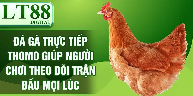 Đá gà trực tiếp thomo giúp người chơi theo dõi trận đấu mọi lúc